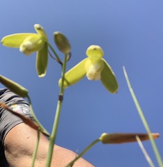Albuca cooperi