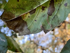 Lyonetia clerkella