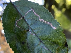 Lyonetia clerkella