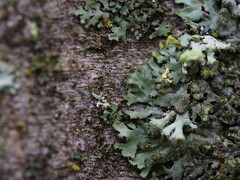 Phaeophyscia nigricans