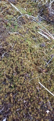 Syntrichia ruralis
