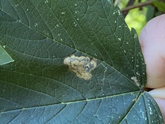 Stigmella speciosa