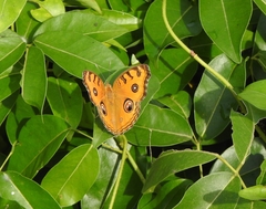 Junonia almana