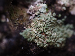 Lecanora conizaeoides