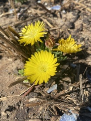 Lampranthus explanatus