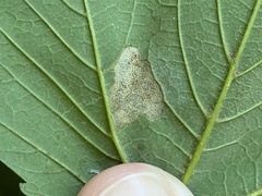Stigmella speciosa