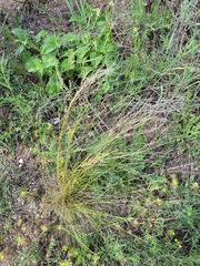 Stipa lessingiana