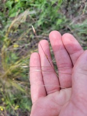 Stipa lessingiana