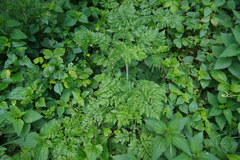 Chaerophyllum