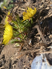 Lampranthus explanatus