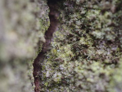 Chaenotheca ferruginea