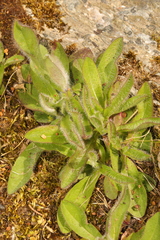 Leontodon saxatilis