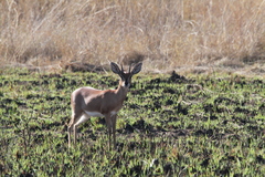 Raphicerus campestris campestris