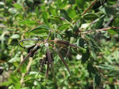 Grevillea mucronulata