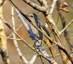 Phoenicurus frontalis