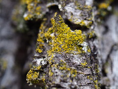 Candelariaceae