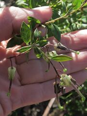 Grevillea mucronulata