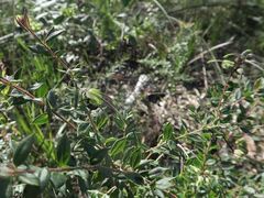 Grevillea mucronulata