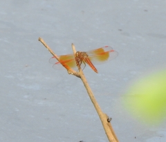 Brachythemis contaminata
