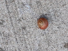 Cepaea nemoralis