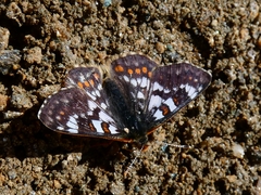 Euphydryas cynthia