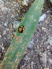 Cheilomenes sexmaculata