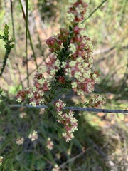 Passerina corymbosa