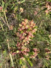 Passerina corymbosa