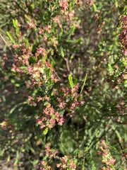 Passerina corymbosa