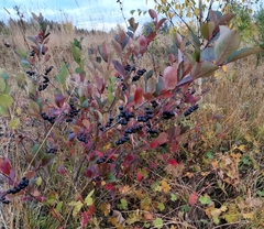 Aronia mitschurinii