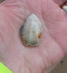 Magellania flavescens