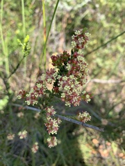 Passerina corymbosa