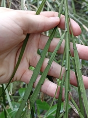 Carmichaelia australis