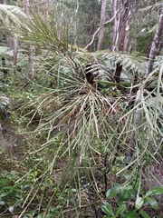 Carmichaelia australis