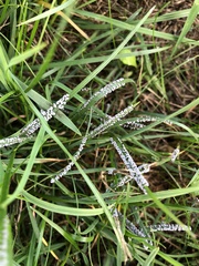 Didymium mucilago