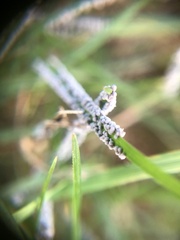 Didymium mucilago