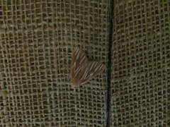 Sabulodes niveostriata