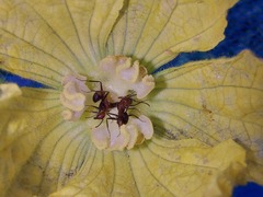 Camponotus nicobarensis