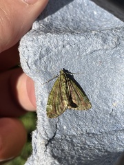 Chloroclysta siterata