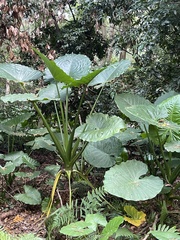 Alocasia