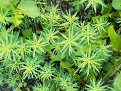 Linaria vulgaris