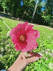 Alcea rosea