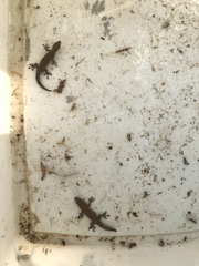 Lygodactylus capensis