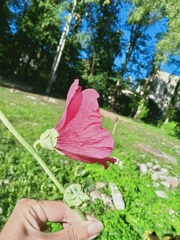 Alcea rosea