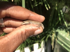 Lygodactylus capensis