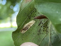 Phyllonorycter maestingella
