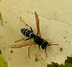 Polistes nimpha