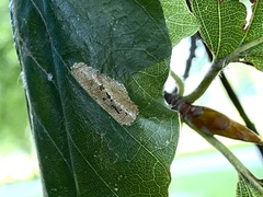 Phyllonorycter maestingella