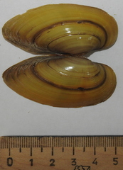 Unio pictorum