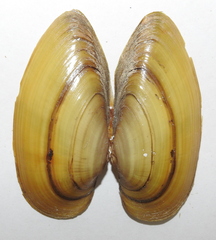 Unio pictorum